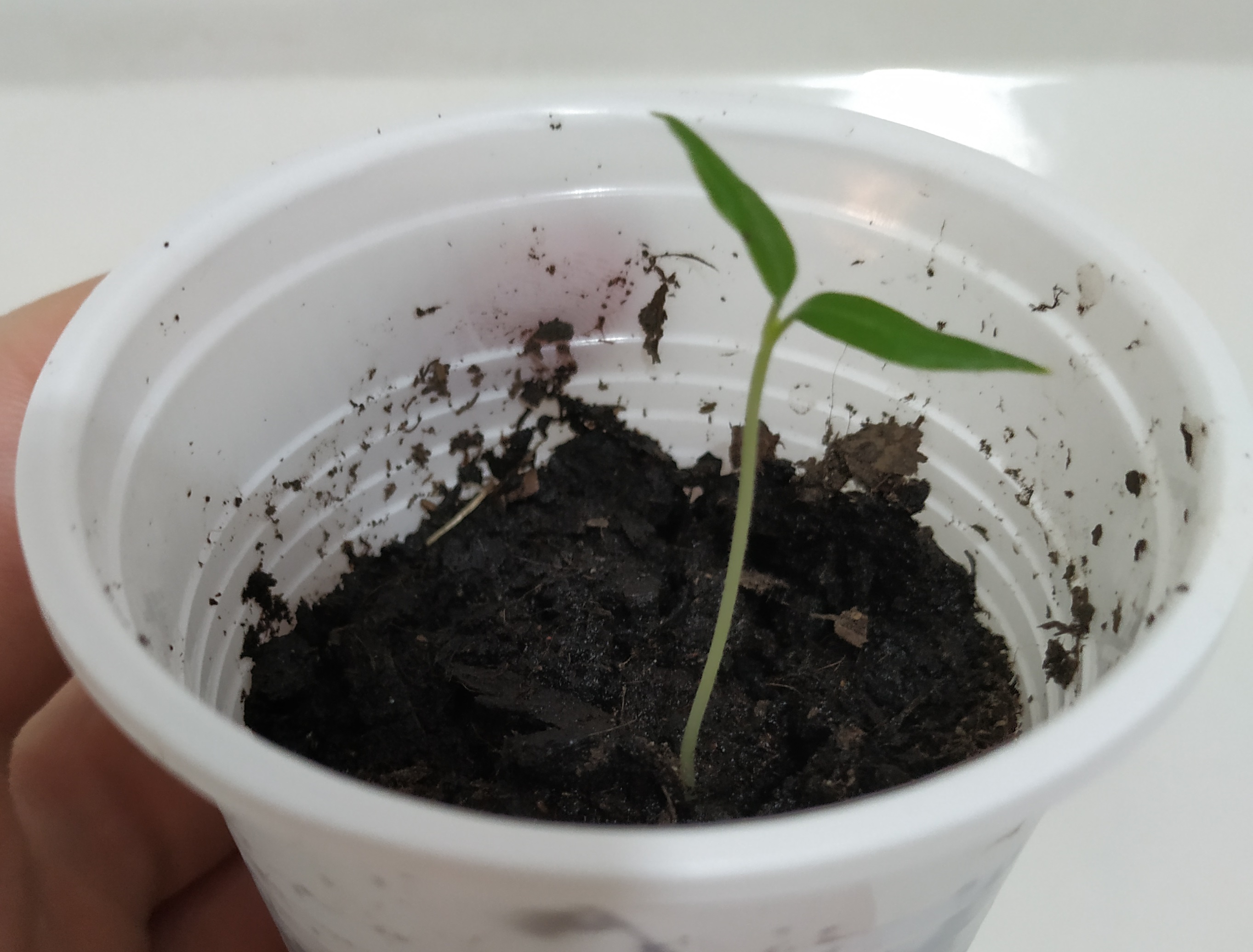 Žute feferone (sadnica)