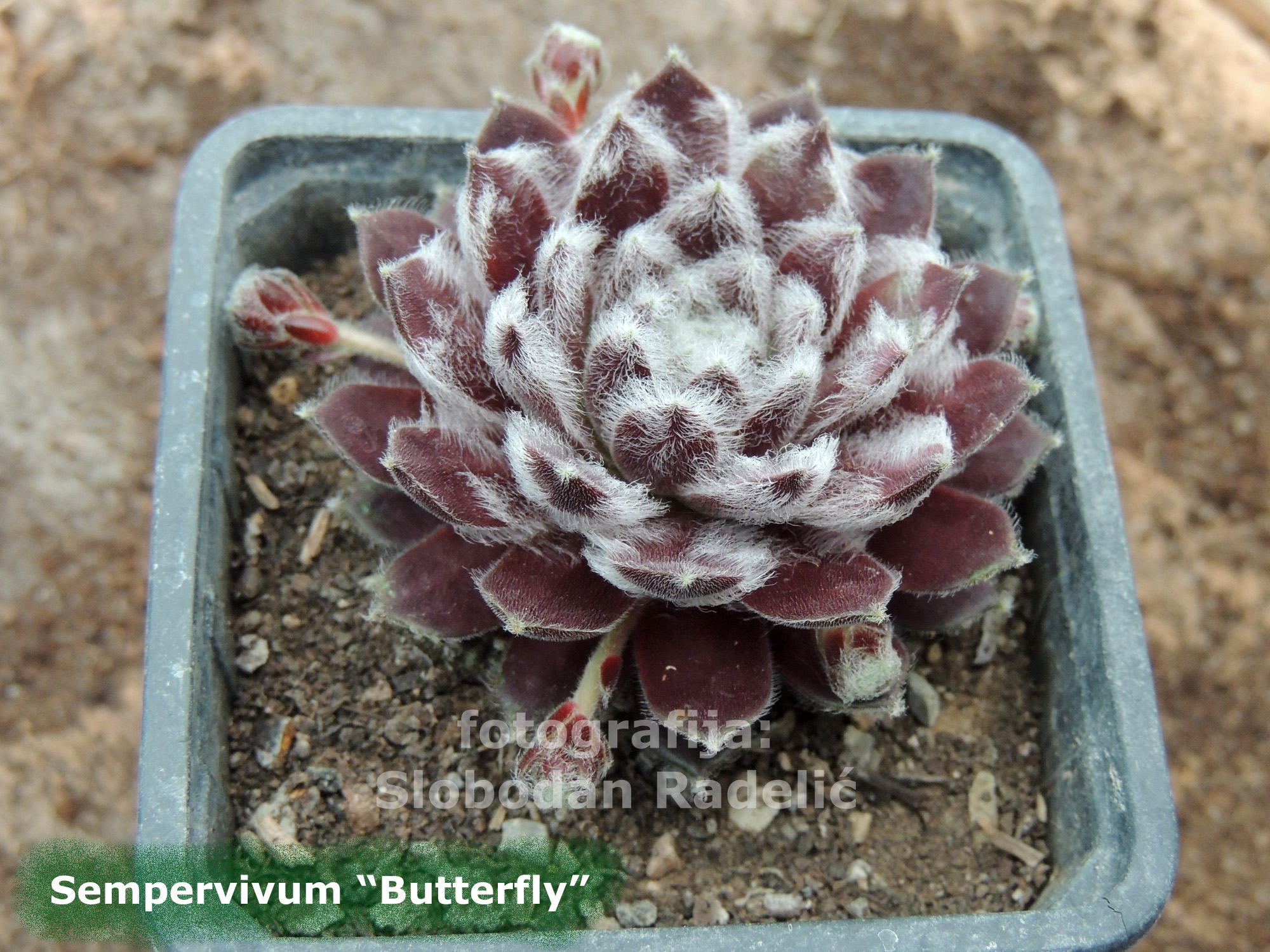 Sempervivum "Butterfly"