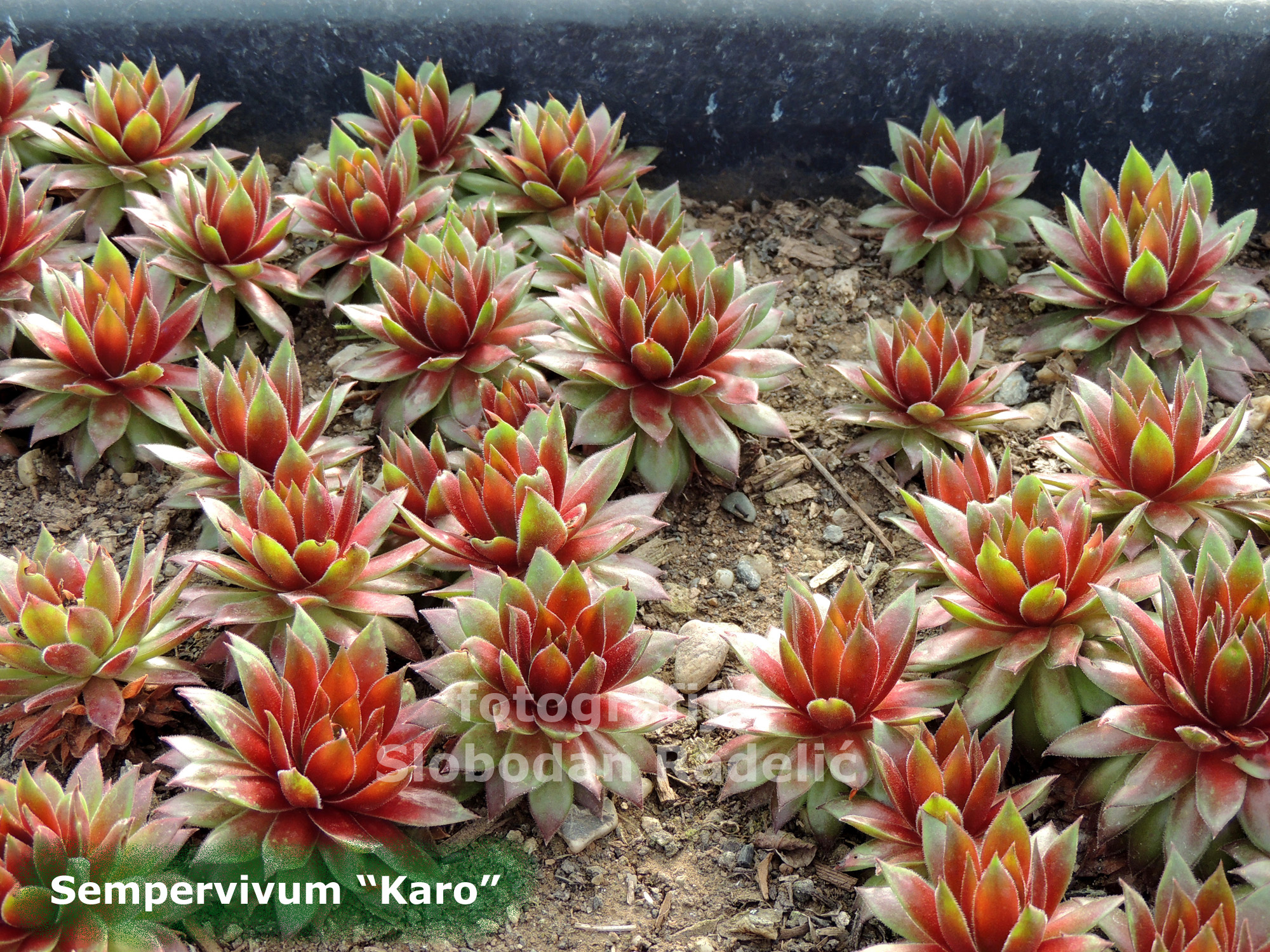 Sempervivum "Karo"