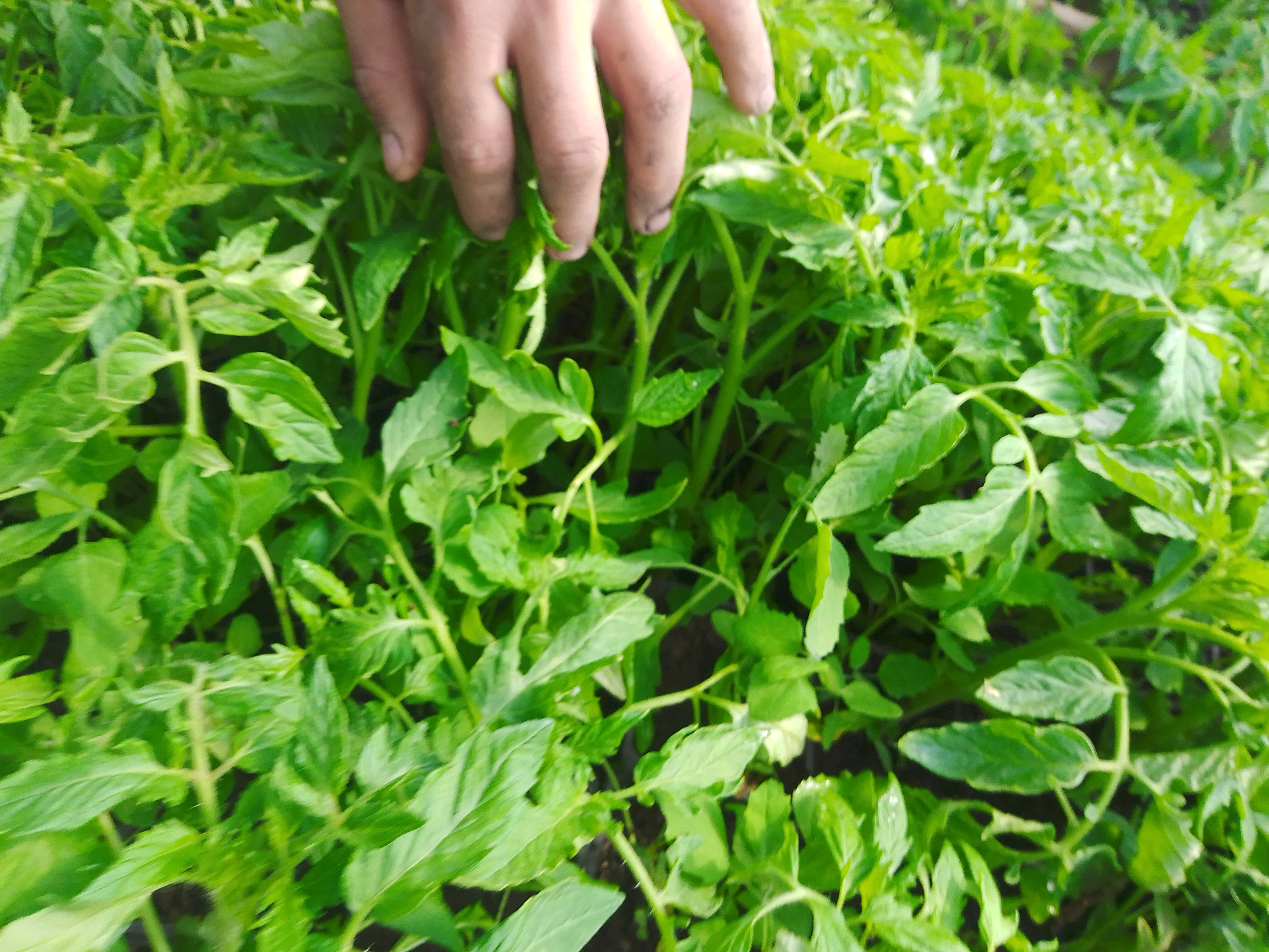 Prodaja rasada povrća