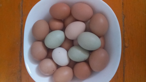Sveža domaća jaja