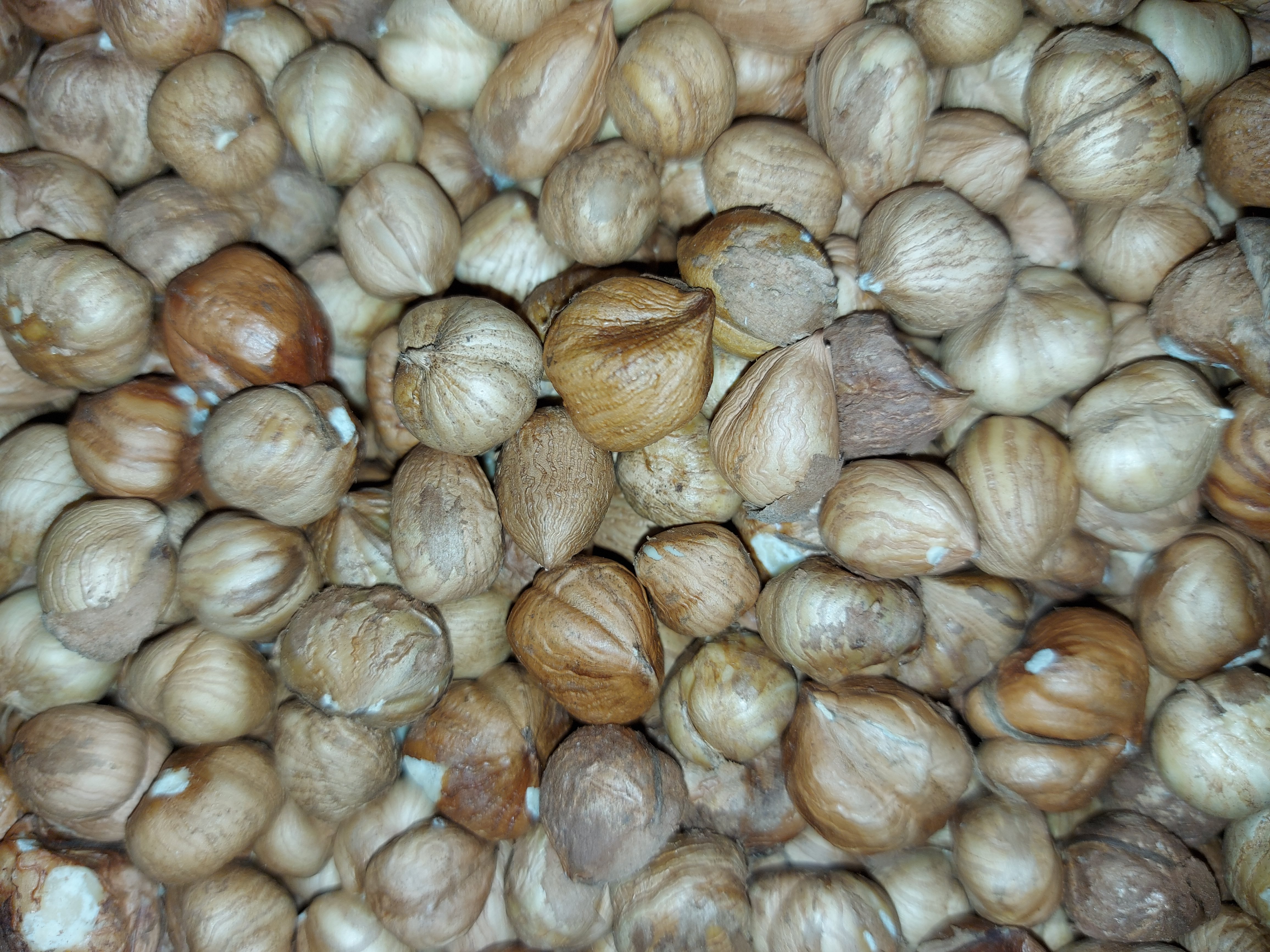 Prodajem izuzetno kvalitetan lešnik italijanske i domaće sorte. Rod 2020 godina.