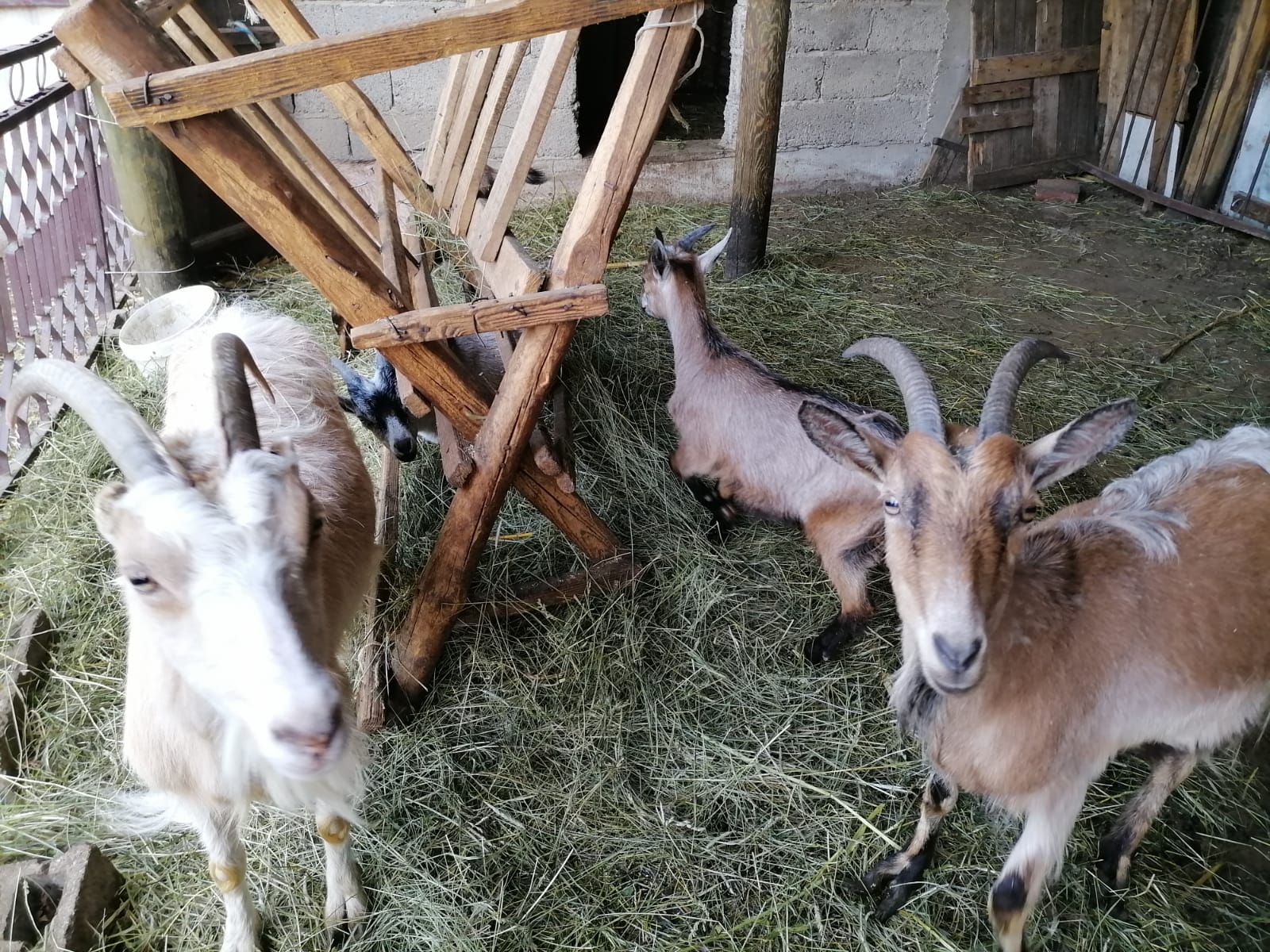 Prodajem  3 koze i 2 jareta, koze su mešanci.