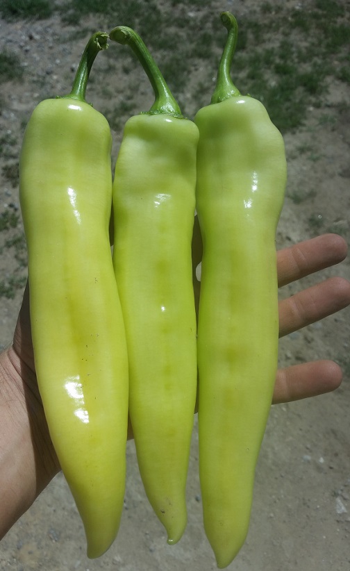 Paprika duga bela za salatu