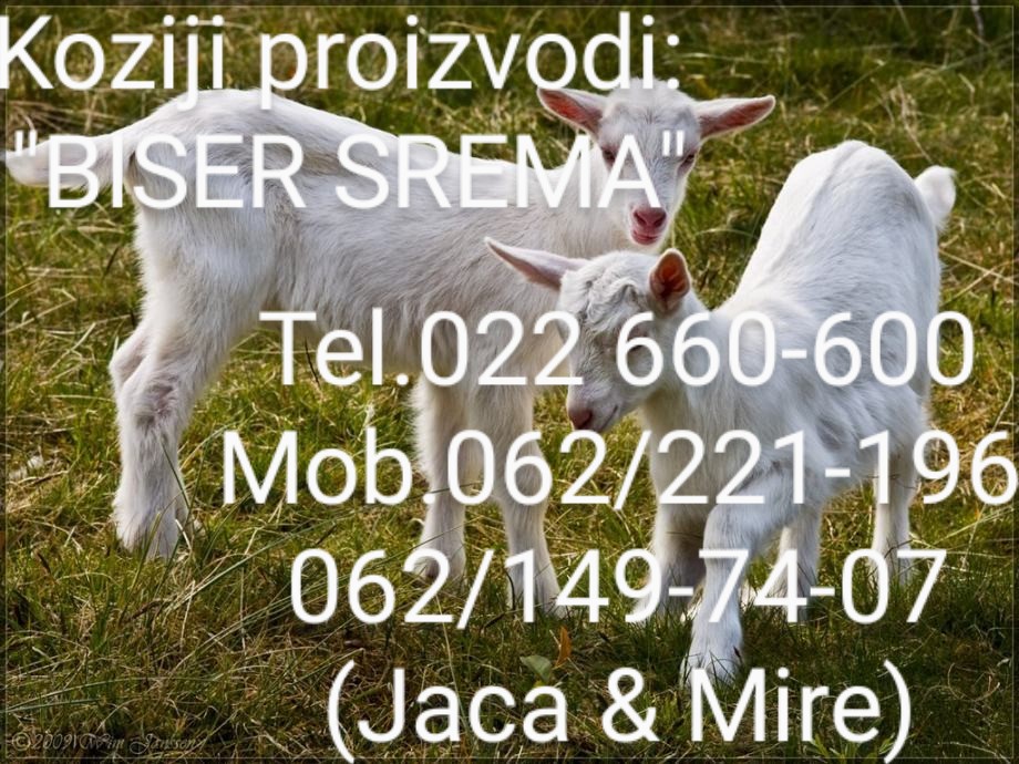 Biser Srema
