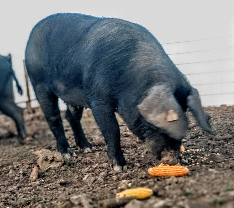 Krmače rase Moravka