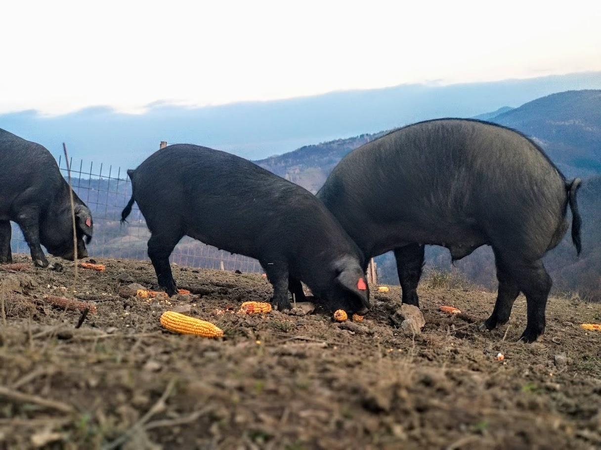 Nerastovi rase Moravka