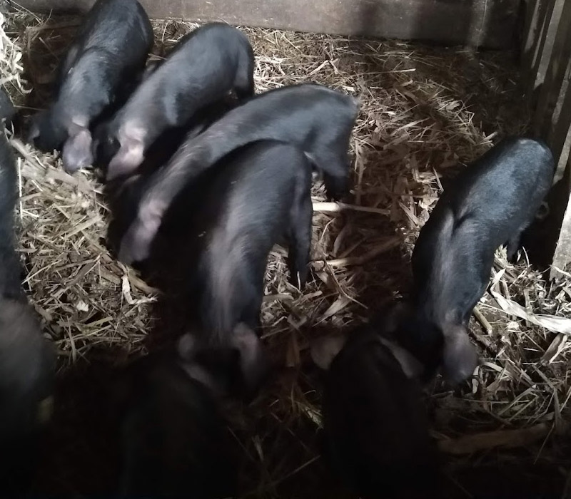 Prasići rase Moravka