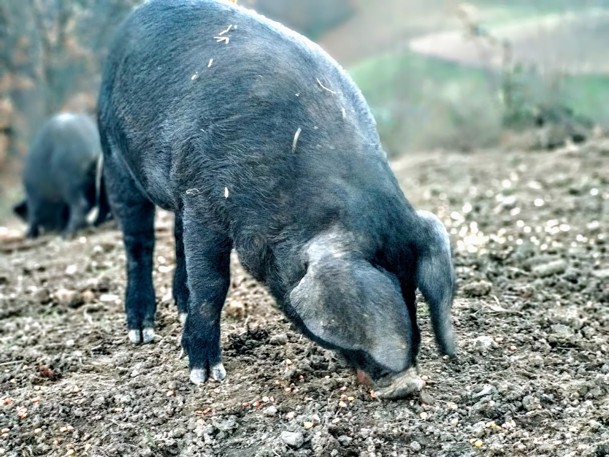 Tovljenici rase Moravka