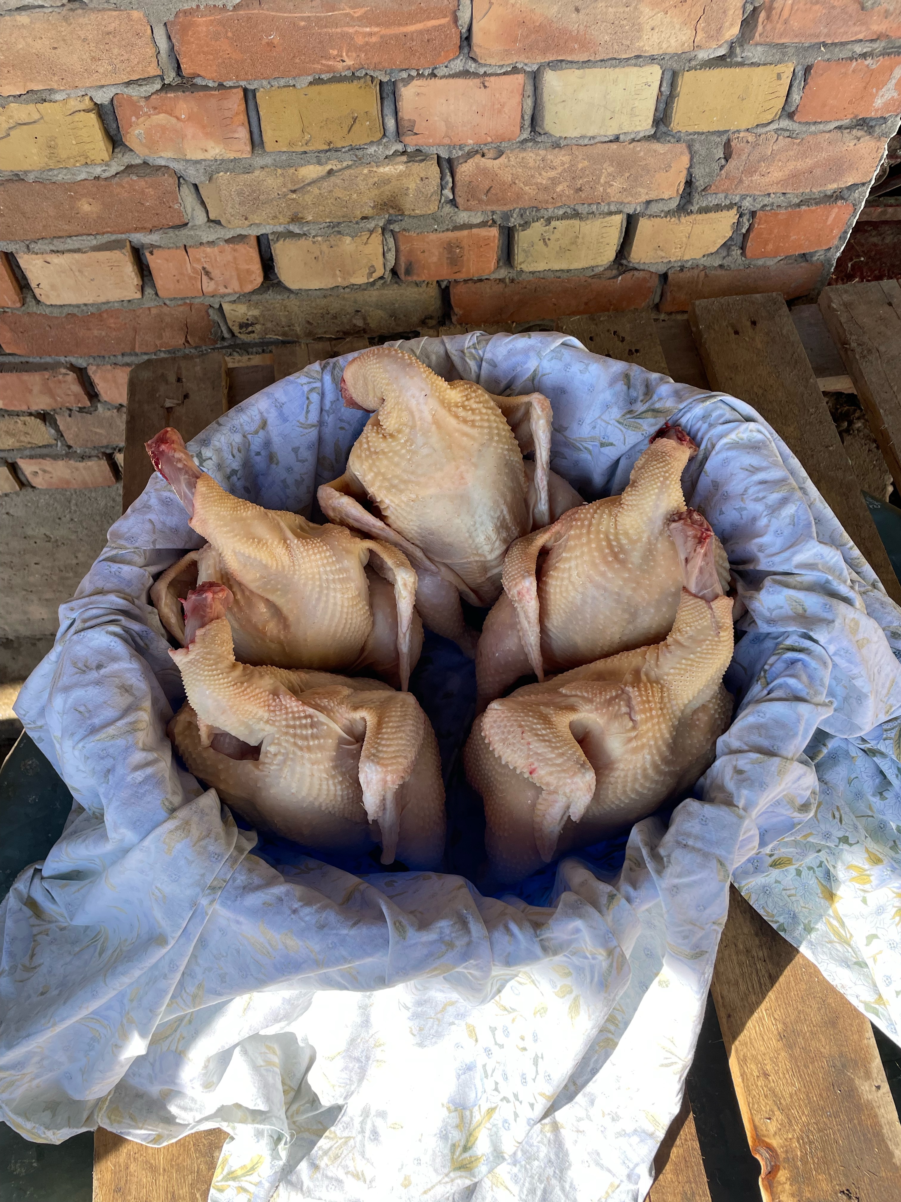 Domaći pilići iz Srema