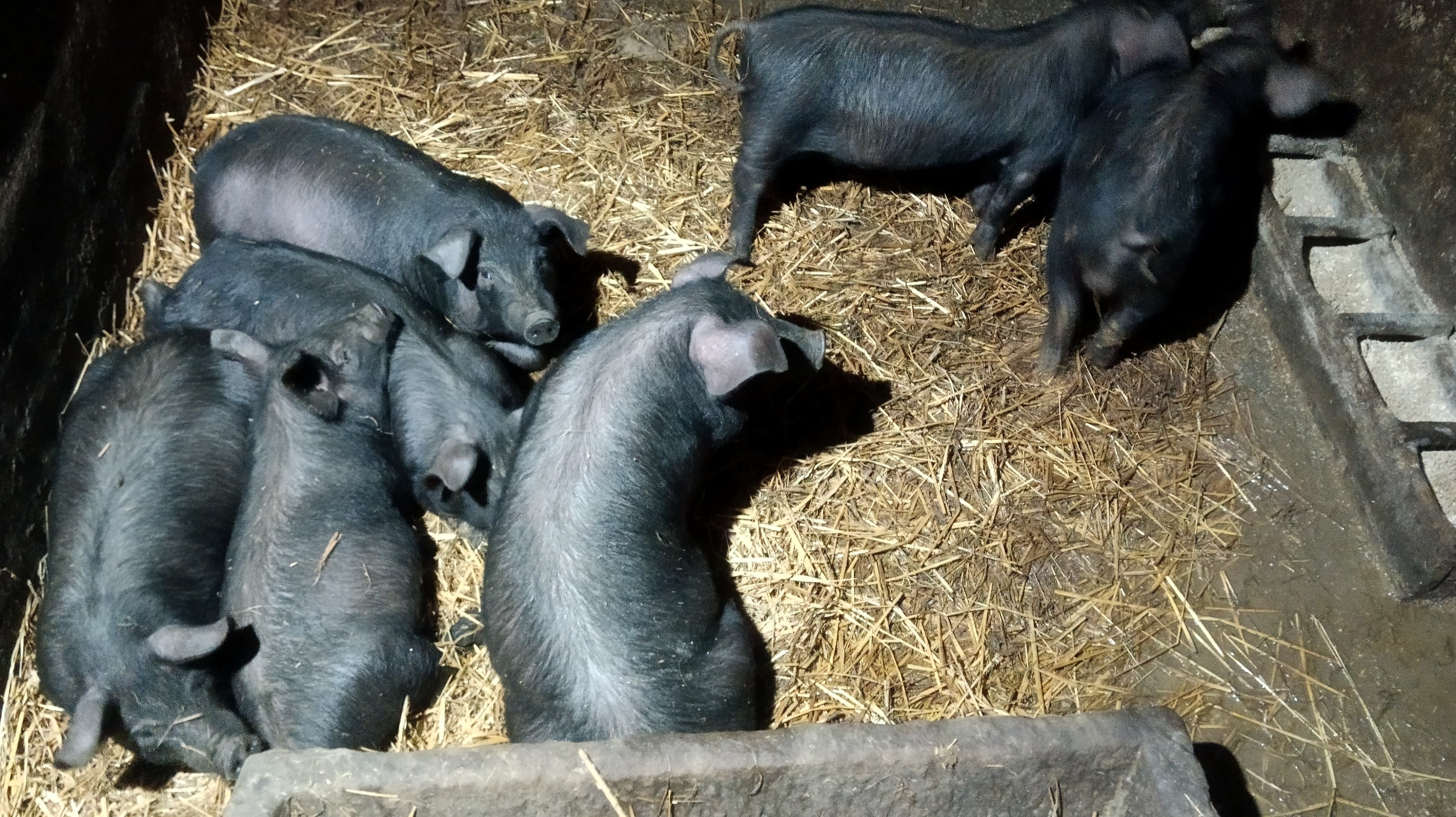 Prase prasici Moravka