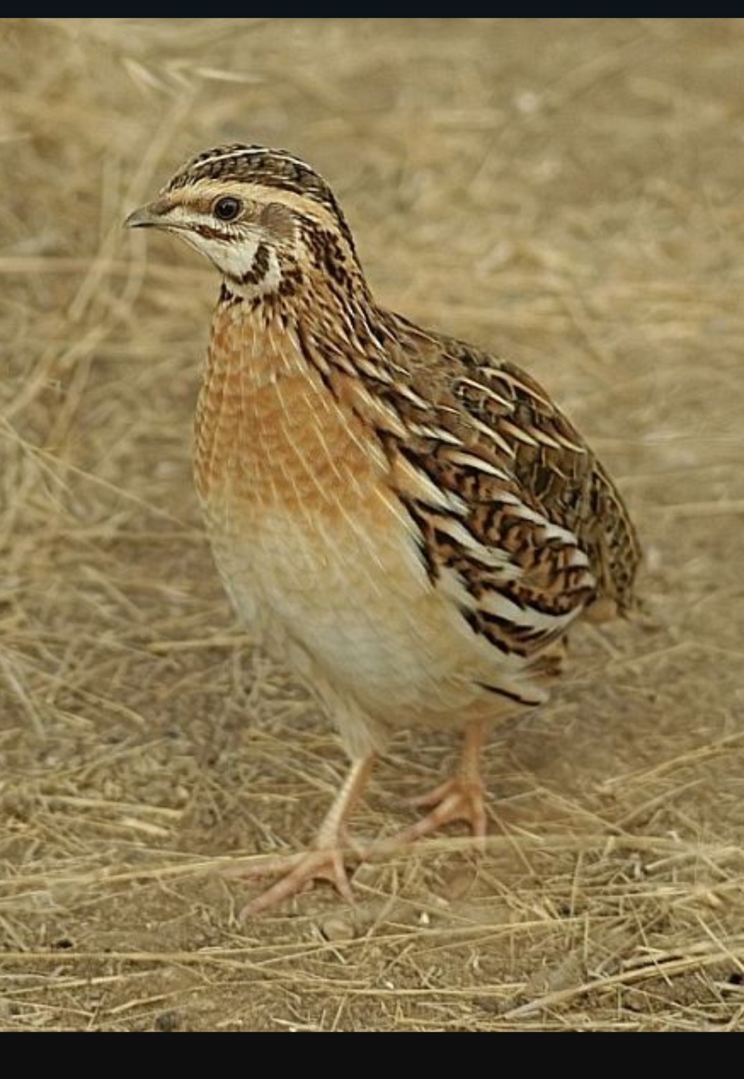 Domaće, zravo i lekovito