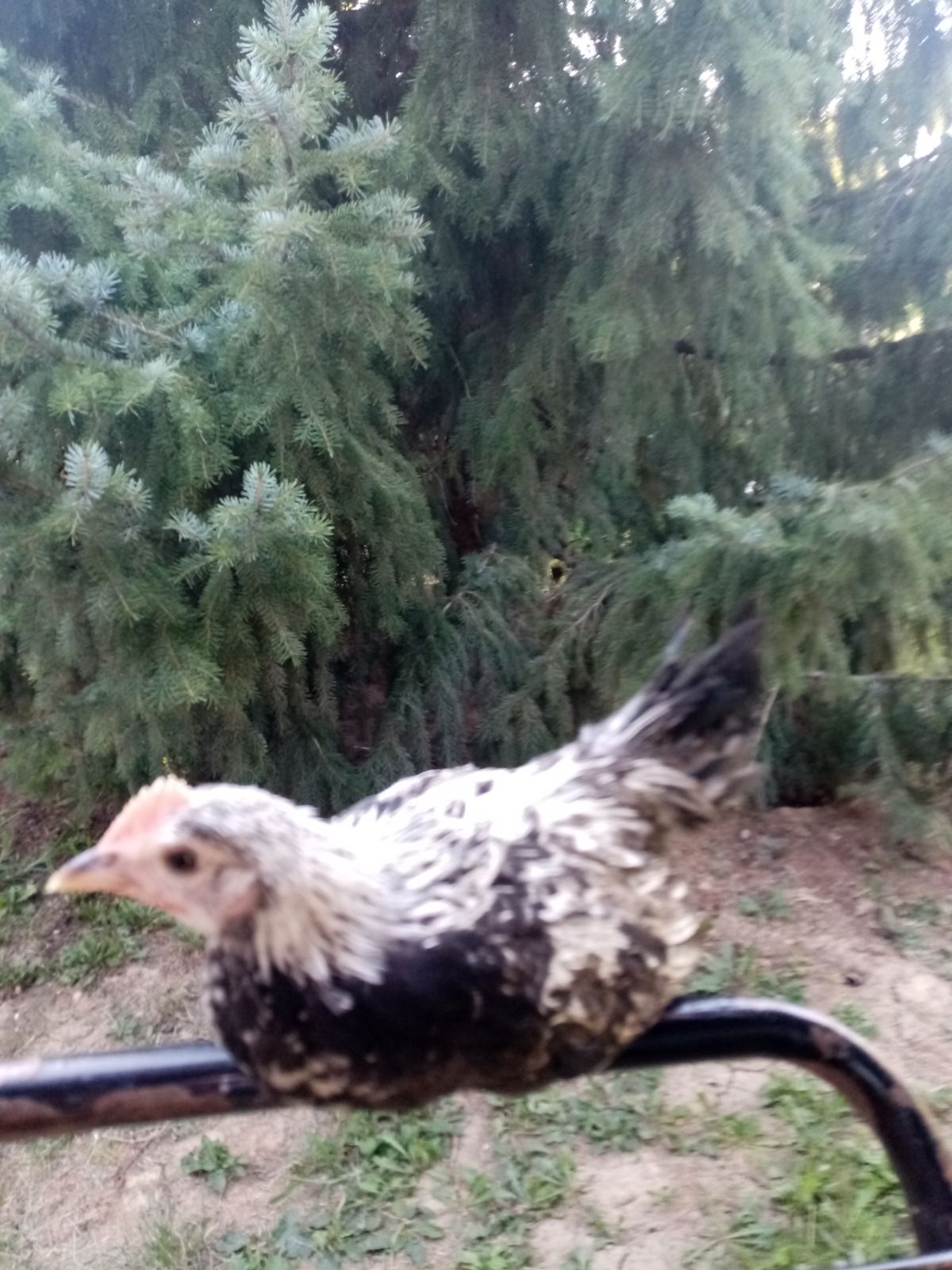 Feniks(phönix) pilići